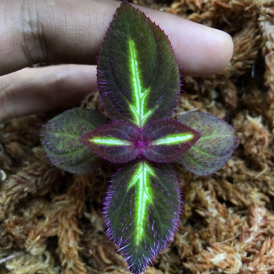 Sonerila sp. fluo
