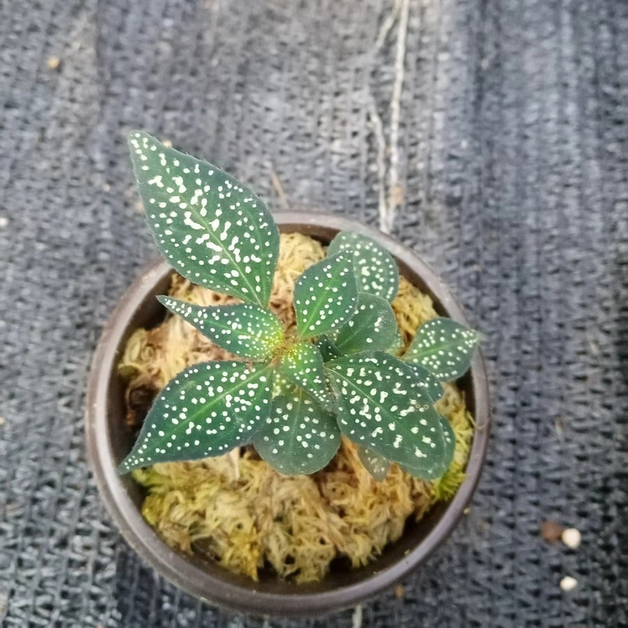 Sonerila sp. green