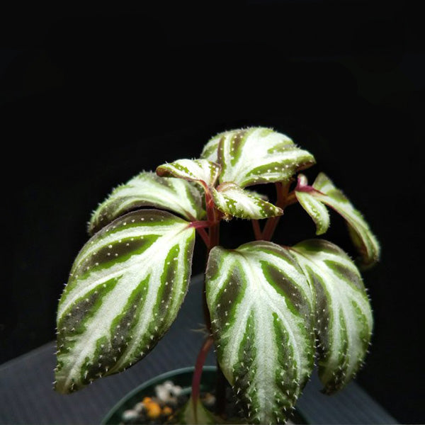 Sonerila sp. swan