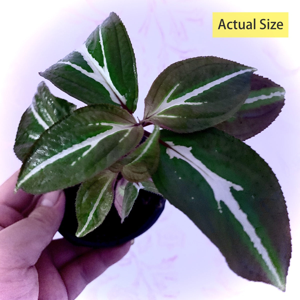 Sonerila 'White Veins' (Sonerila sp.)