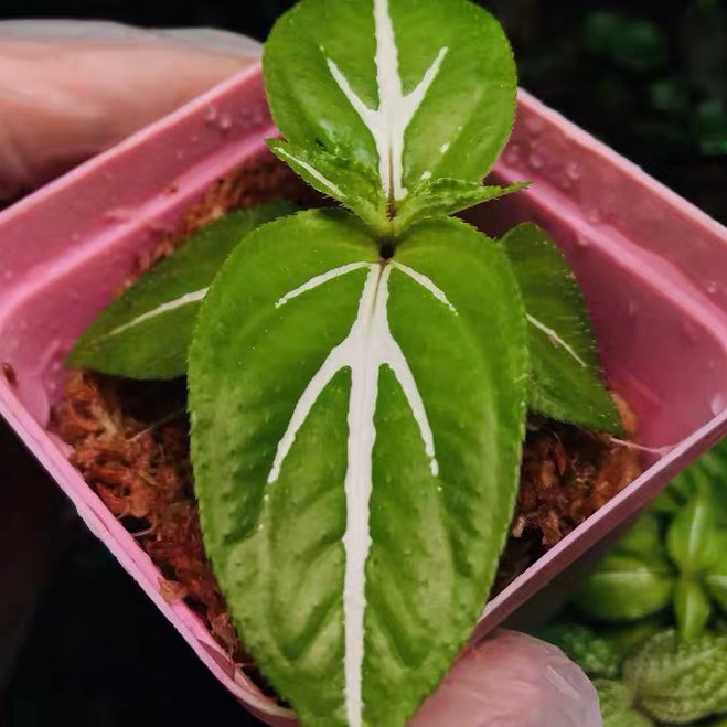 Sonerila 'White Veins' (Sonerila sp.)