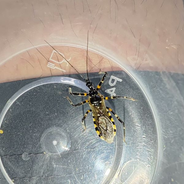 Sphedanolestes impressicollis