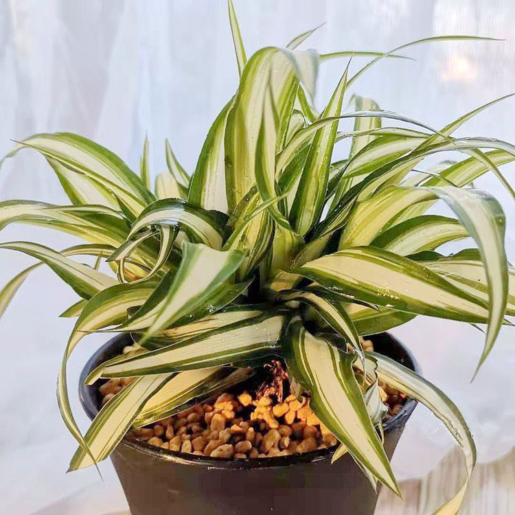 Spider Plant ( Chlorophytum comosum ' Bonnie ' )