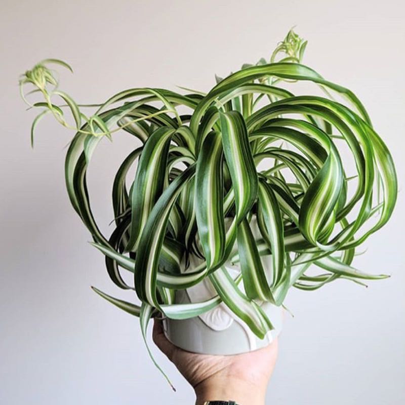 spider flower plants for sale Spider Plant ( Chlorophytum comosum ' Bonnie ' )