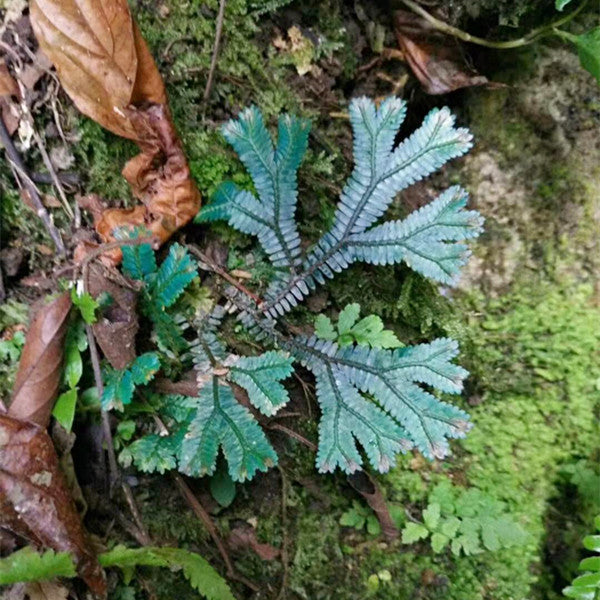 Green Peacock Spikemoss (Selaginella uncinata)