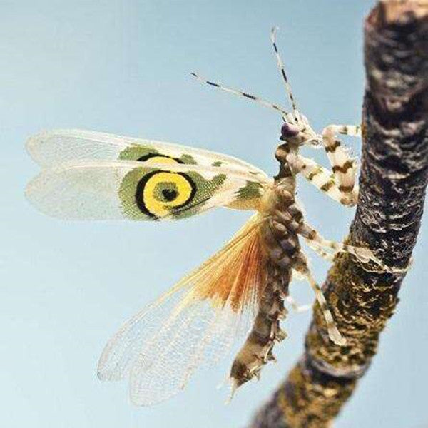 Spiny Flower Mantis (Pseudocreobotra wahlbergii)
