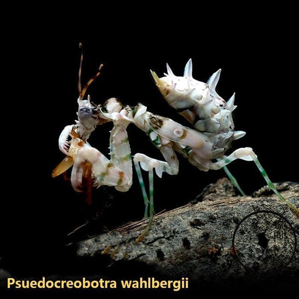 Spiny Flower Mantis (Pseudocreobotra wahlbergii)