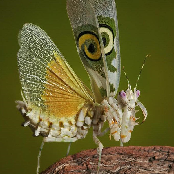 Spiny Flower Mantis (Pseudocreobotra wahlbergii)
