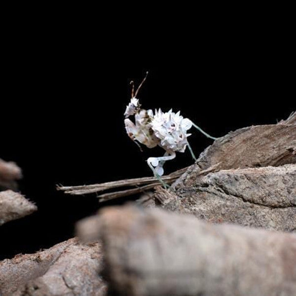 Spiny Flower Mantis (Pseudocreobotra wahlbergii)