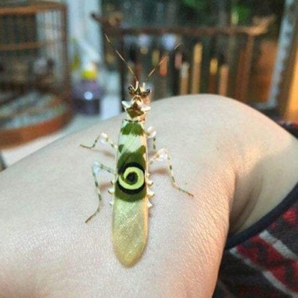 Spiny Flower Mantis (Pseudocreobotra wahlbergii)
