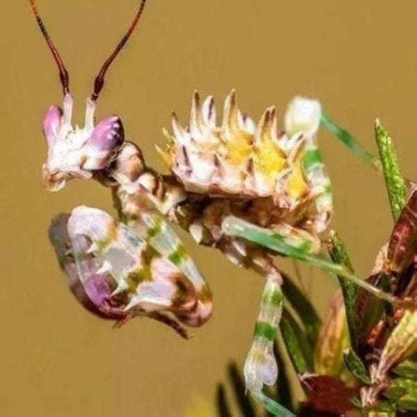 Spiny Flower Mantis (Pseudocreobotra wahlbergii)