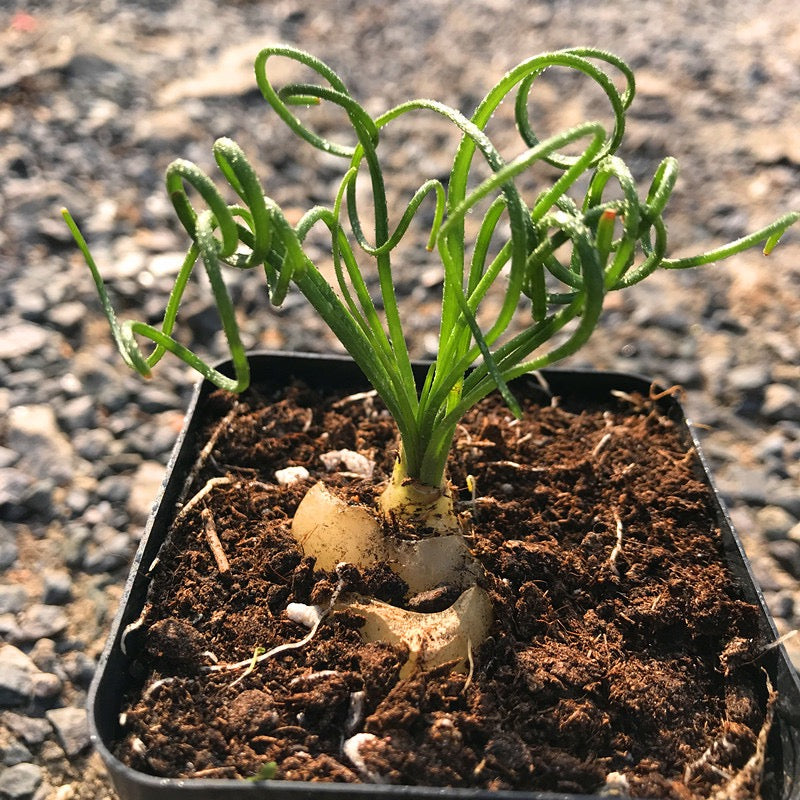 Spiral grass ( Albuca namaquensis )