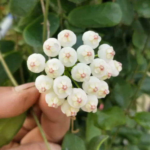 Square leaf （Hoya rotundiflora )