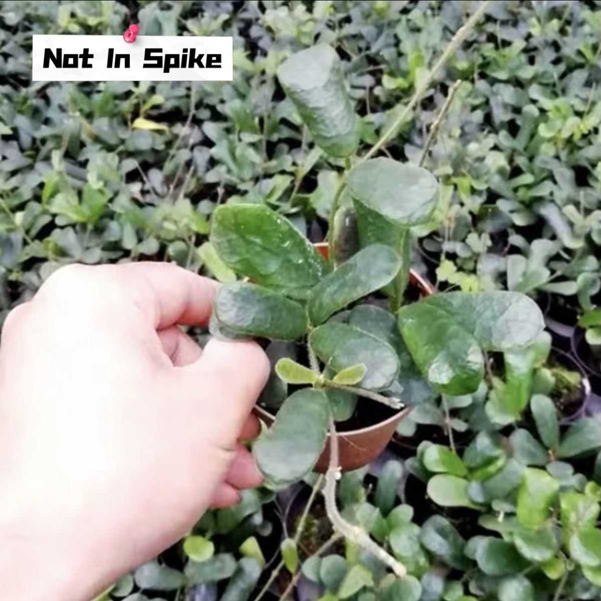 Square leaf （Hoya rotundiflora )