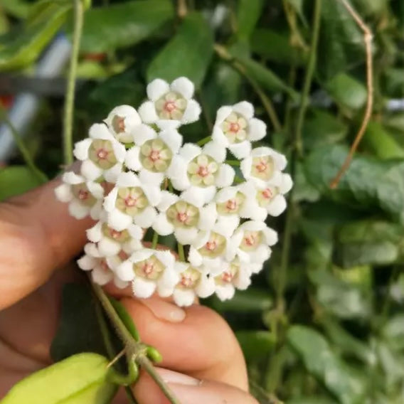 Square leaf （Hoya rotundiflora )