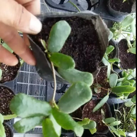 Square leaf （Hoya rotundiflora )