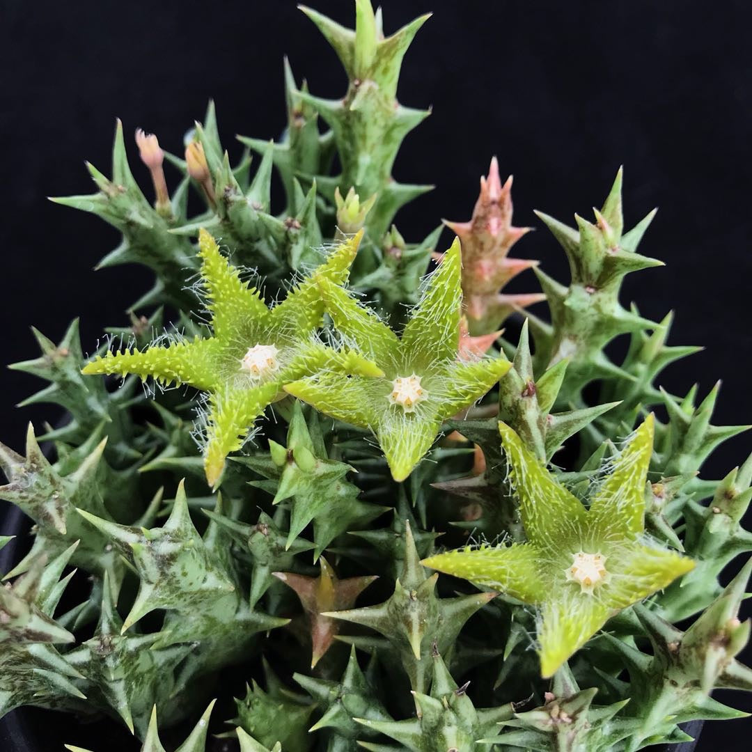 Stapelia dummer (Orbea dummeri )