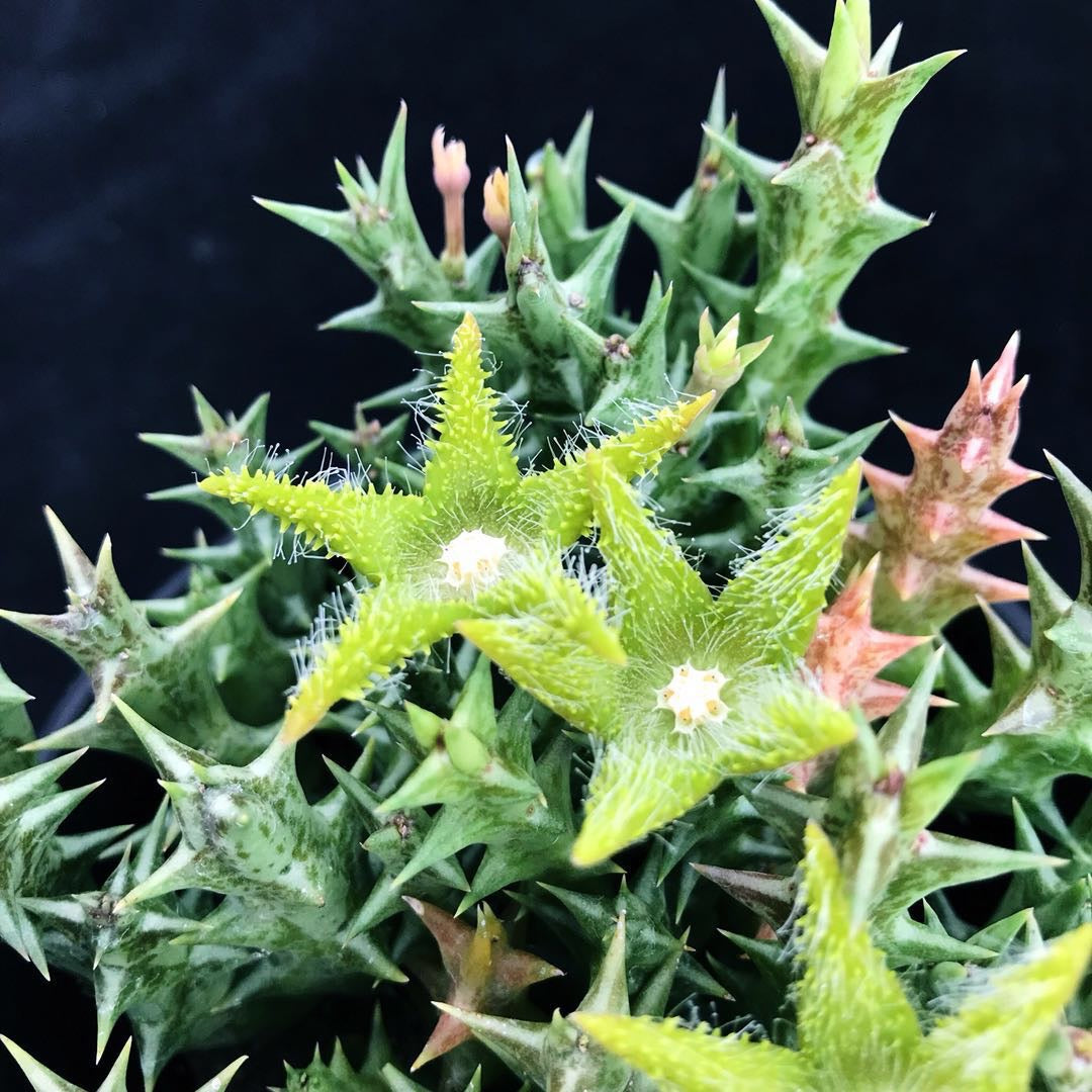 Stapelia dummer (Orbea dummeri )