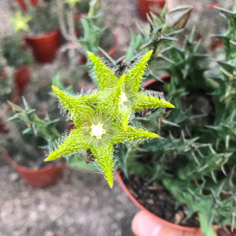 Stapelia dummer (Orbea dummeri )