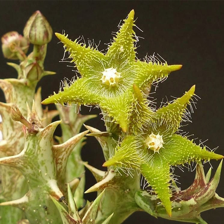 Stapelia dummer (Orbea dummeri )