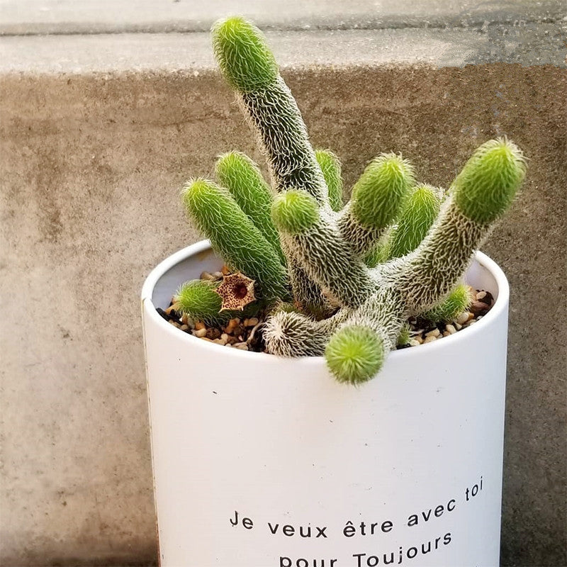 Stapelianthus pilosus