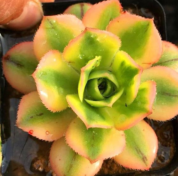 Starburst(Aeonium)