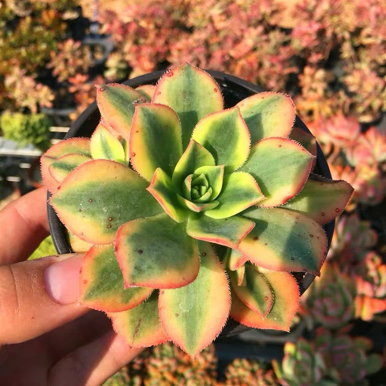 Starburst(Aeonium)