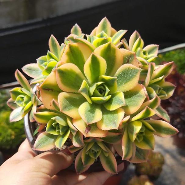 Starburst(Aeonium)