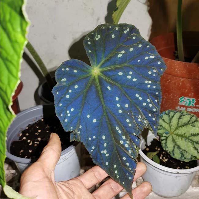starry night plant pot Starry sky (Begonia sp)