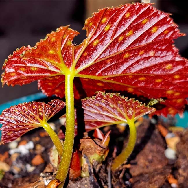 Starry sky (Begonia sp)