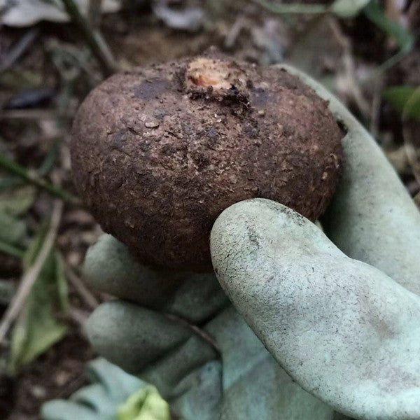 Stephania cepharantha hayata