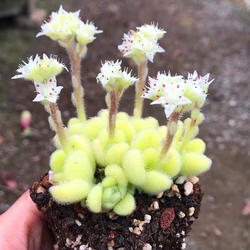 Stonecrop ( Sedum hintonii )