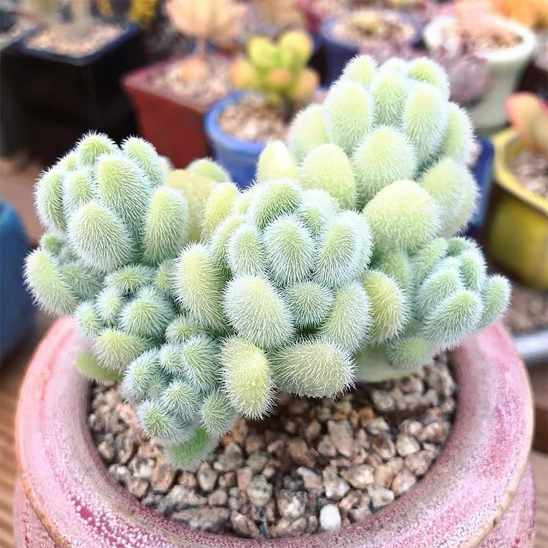 Stonecrop ( Sedum hintonii )