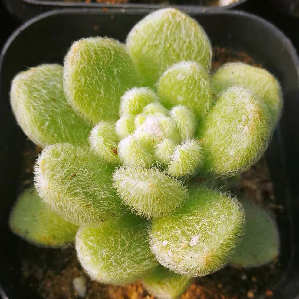 Stonecrop ( Sedum hintonii )