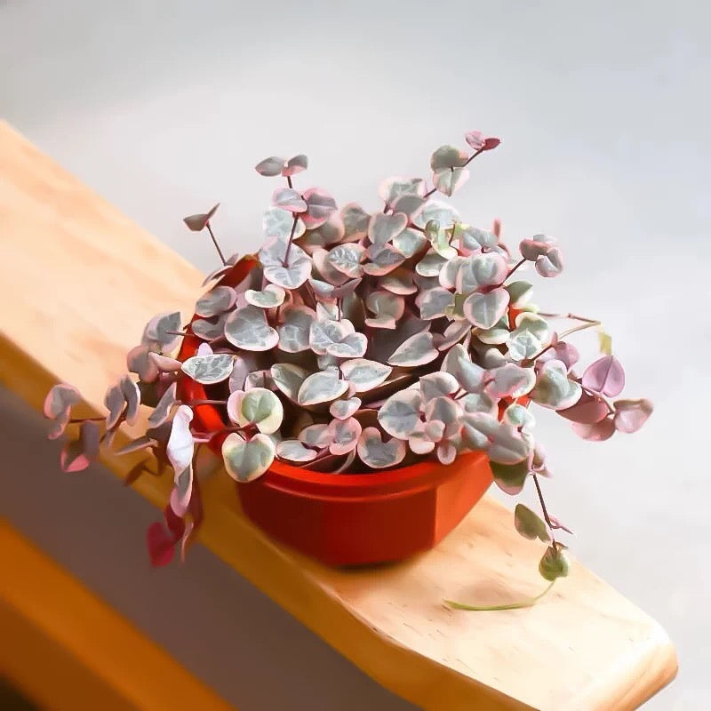 String of Hearts (Ceropegia woodii varieg)