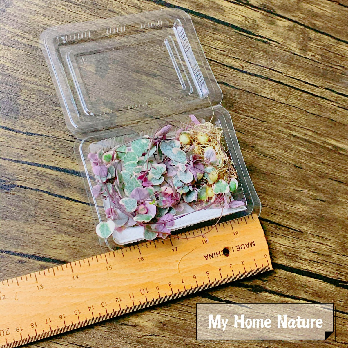 String of Hearts (Ceropegia woodii varieg)