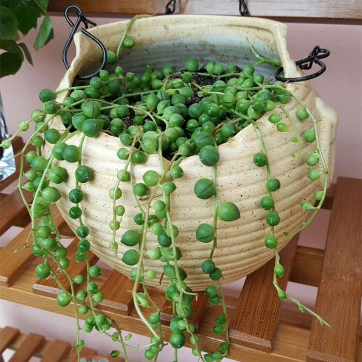 pearl bead succulent String of Pearls ( Senecio rowleyanus ) for Sale