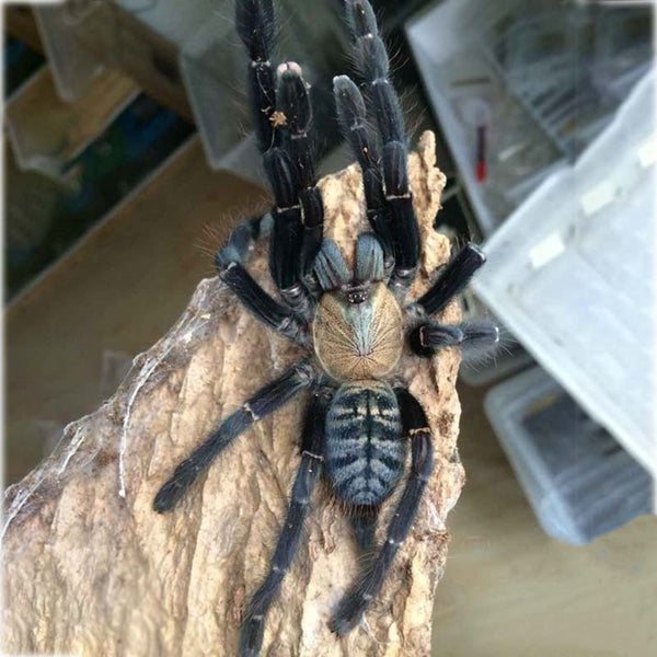 Cyriopagopus sp 'Sumatra Tiger' Tarantula