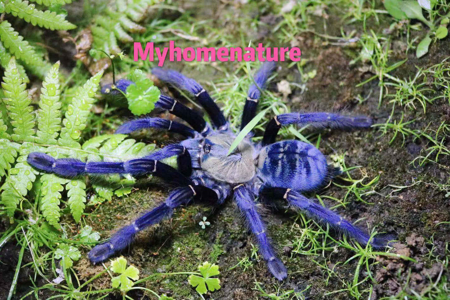 Cyriopagopus sp 'Sumatra Tiger' Tarantula