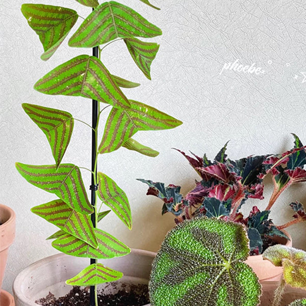 Swallow Tail, Butterfly Plant ( Christia obcordata )