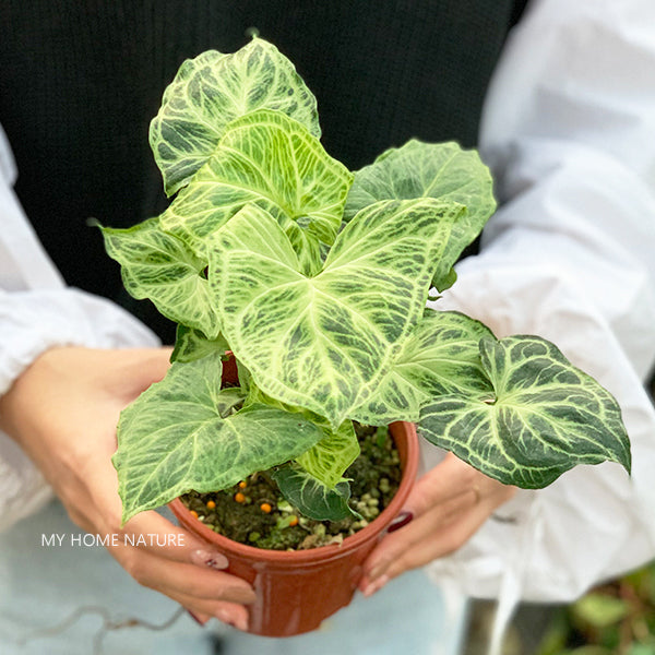 philodendron batik Syngonium Batik