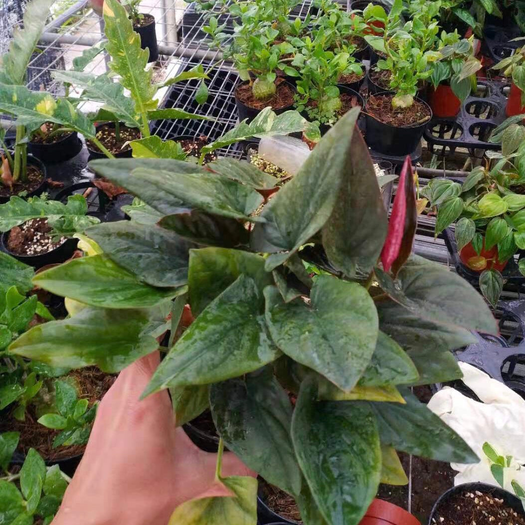 Syngonium Erythrophyllum
