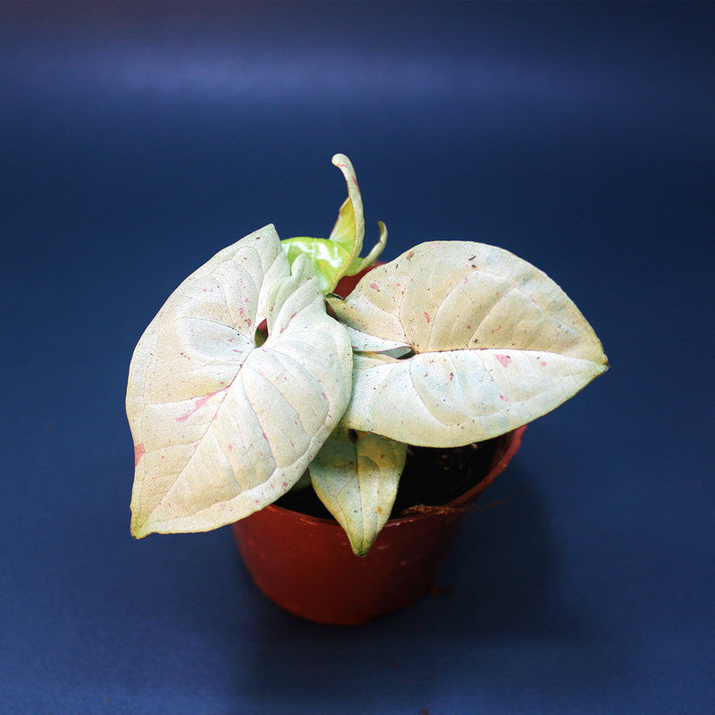Syngonium ’Milk Confetti‘