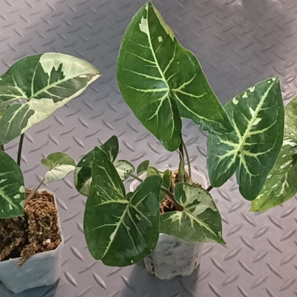 Syngonium ‘Panda’