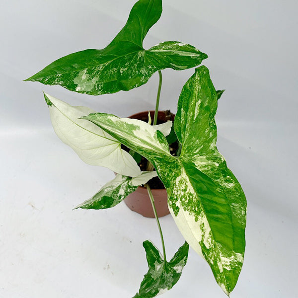 Syngonium Podophyllum Albo Variegatum