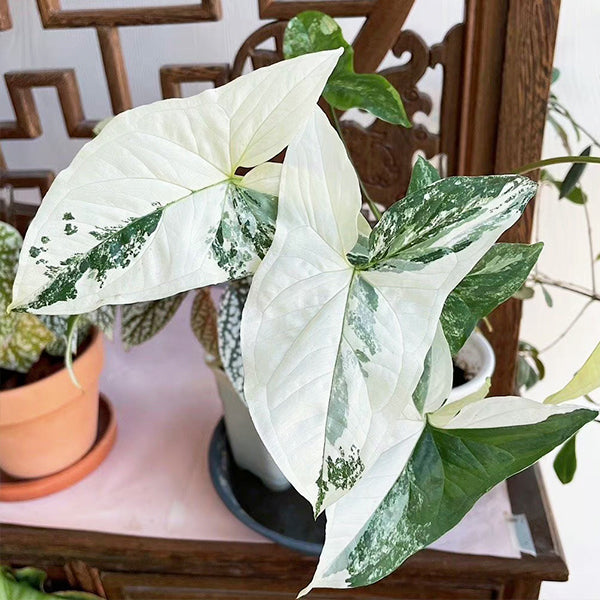 Syngonium Podophyllum Albo Variegatum