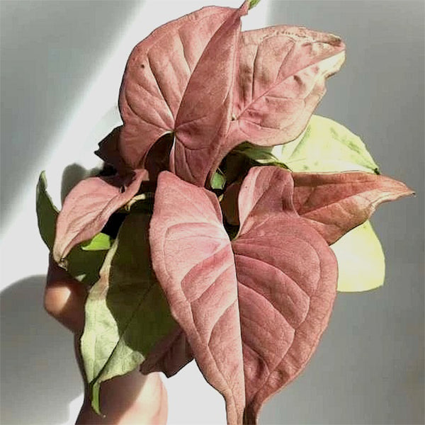 Pianta D'Appartamento Syngonium Neon - Robust E Purificante D'Aria, Colore Rosa Tenue