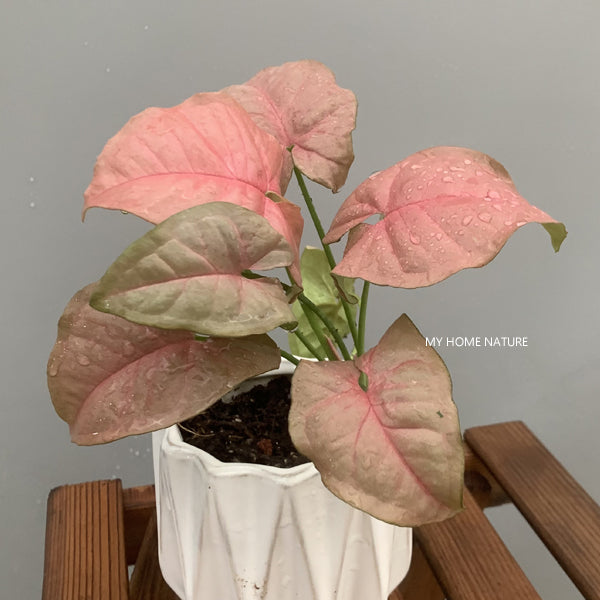 Syngonium Podophyllum ' Neon Robusta '