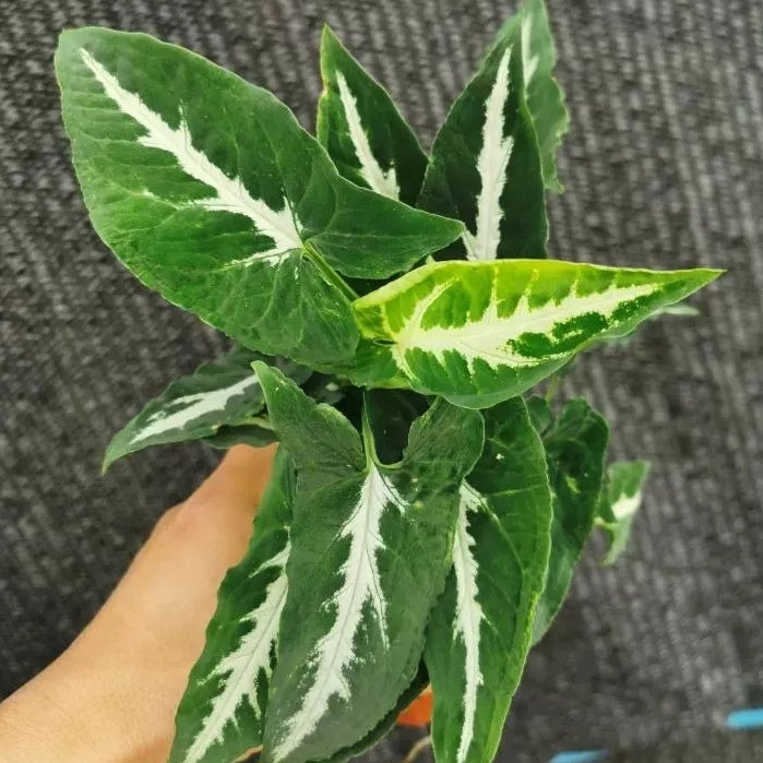 Syngonium Wendlandii