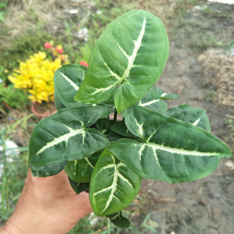 Syngonium Wendlandii
